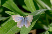 Small grey blue butterfly, Yarran Dheran.