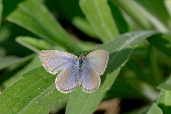 Small grey blue butterfly, Yarran Dheran.