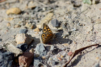 Small brown butterfly, Yarran Dheran