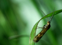 Small brown moth, Yarran Dheran.