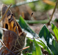 Small butterfly, Yarran Dheran, Mitcham. Victoria