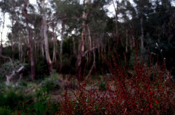 Red russet of the dock plant, Rumex spp, Warrandyte