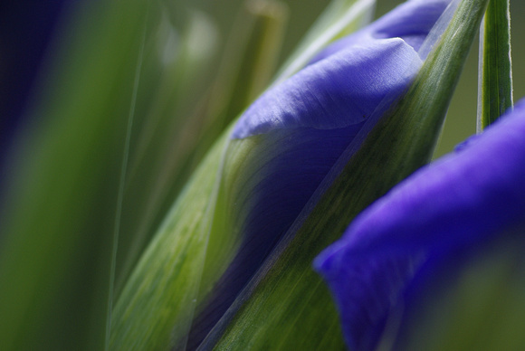 Iris : blue