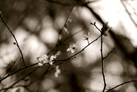 Cherry blossom in dark sepia