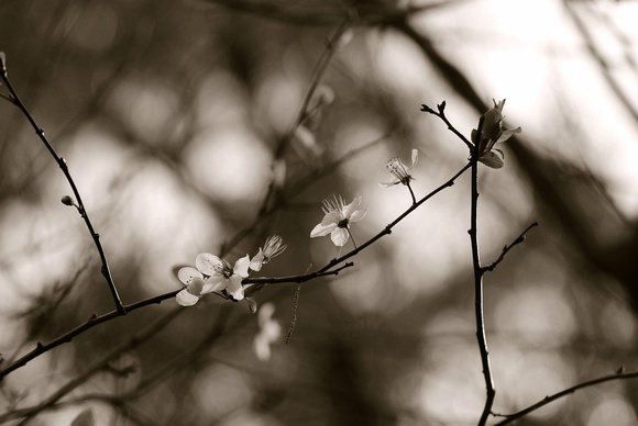 Cherry blossom in dark sepia