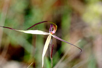 Orchid, Anglesea